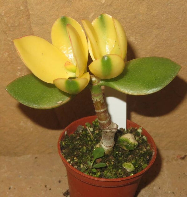 Crassula argentea cv Maruba Kagetsu variegata