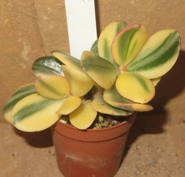 Crassula argentea cv Maruba NISHIKI variegata