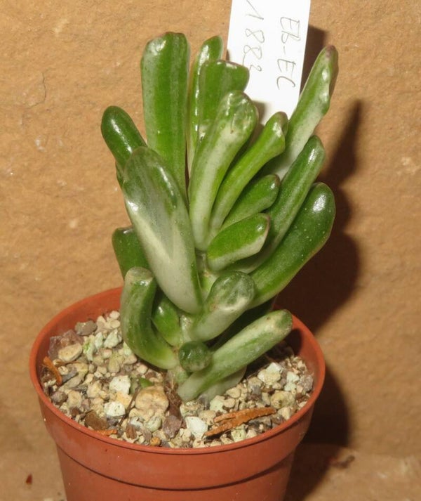 Crassula argentea cv Gollum variegata