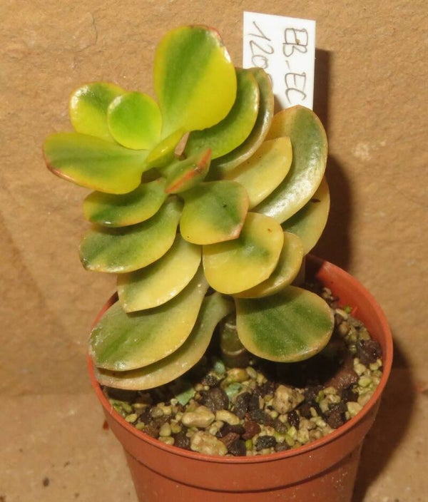 Crassula argentea minor cv Majiko Gorudo variegata