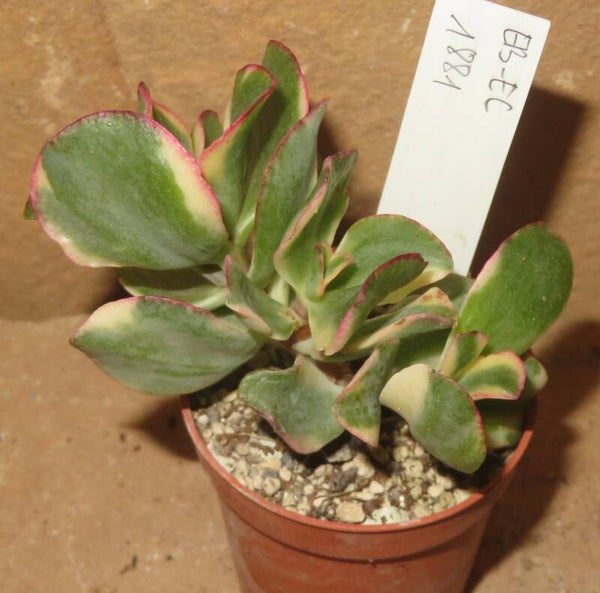 Crassula arborescens undulata variegata