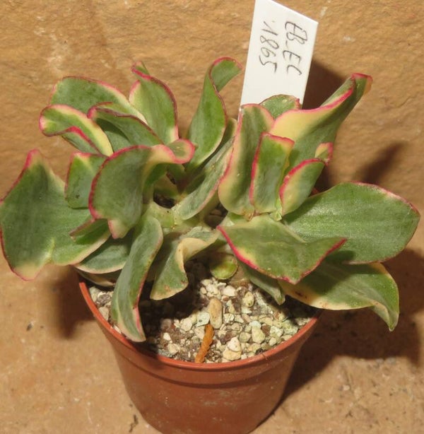 Crassula arborescens undulata variegata