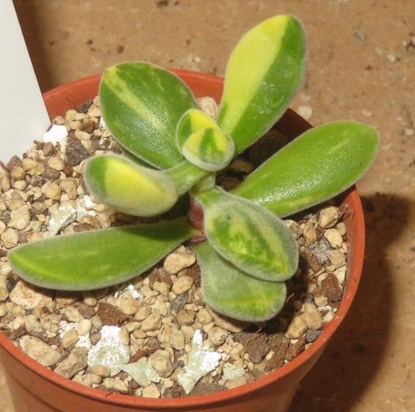 Crassula rogersii variegata
