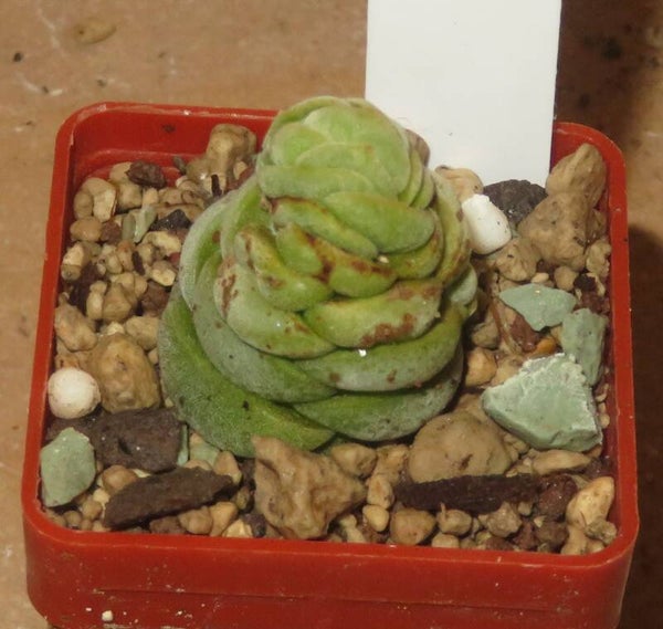 Crassula alstonii