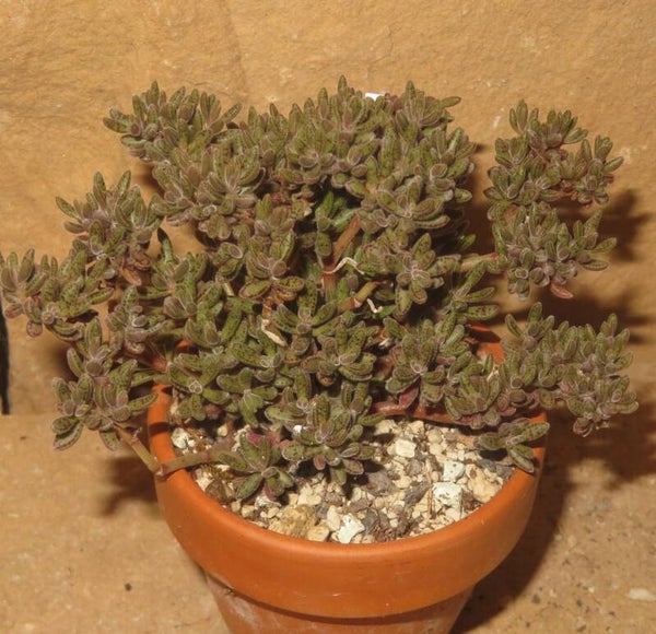 Crassula humbertii