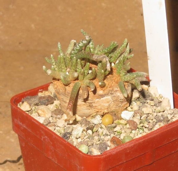 Avonia quinaria ssp. quinaria