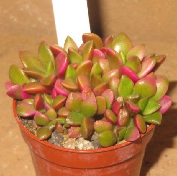 Anacampseros rufescens variegata