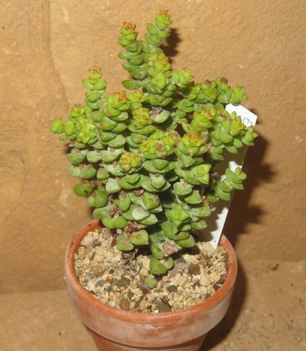 Crassula brevifolia