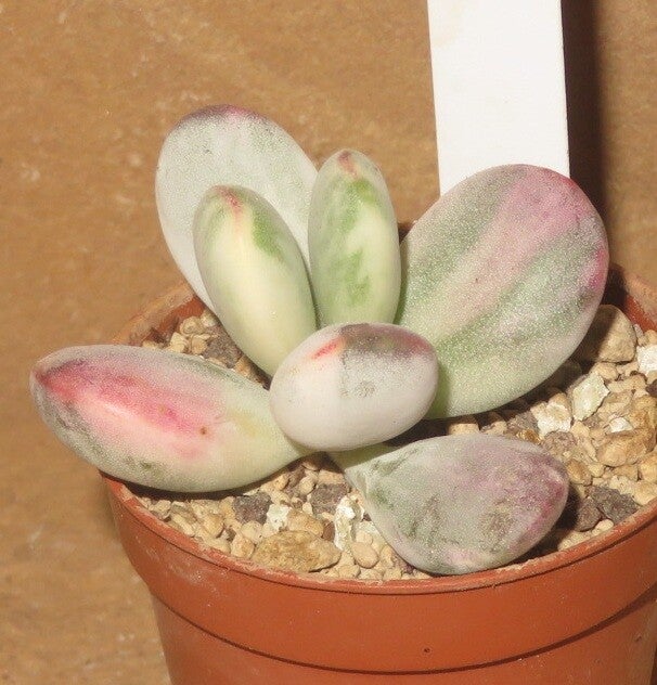 Cotyledon orbiculata Oophylla variegata