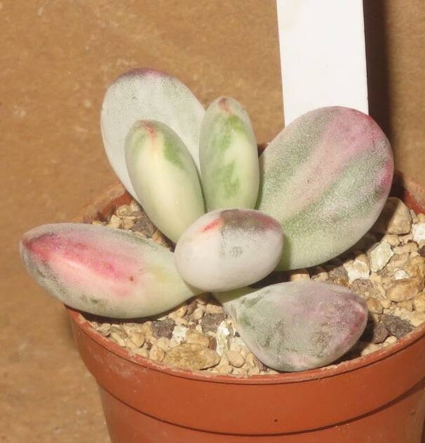 Cotyledon orbiculata Oophylla variegata