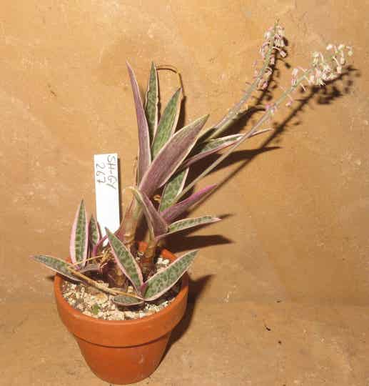 Ledebouria socialis Scilla violacea variegata – Bulb Zwiebel