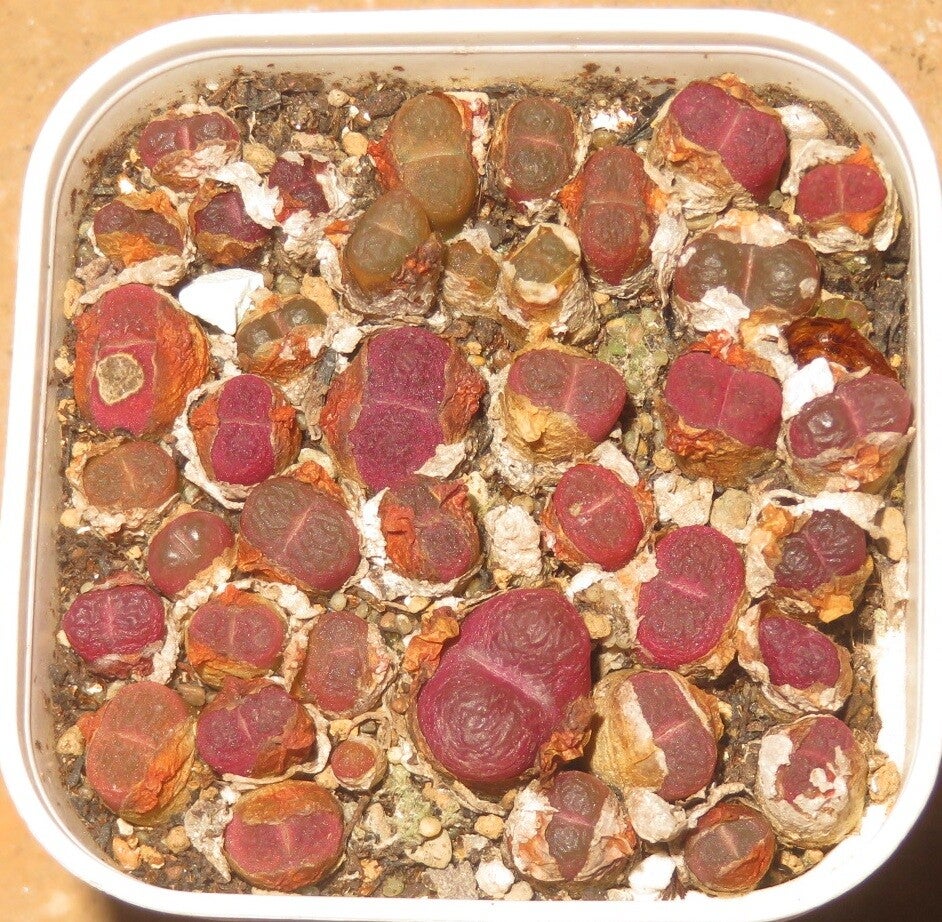 Ca. 25x Conophytum maughanii ssp. maughanii