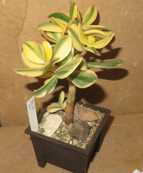 Crassula argentea cv Maruba NISHIKI variegata