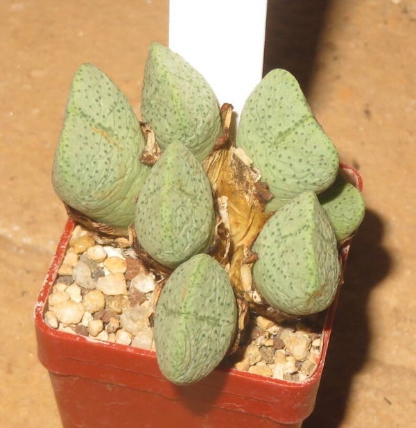Conophytum taylorianum ssp. ernianum