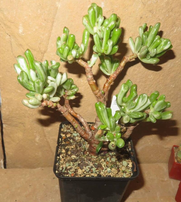 Crassula argentea cv Gollum variegata