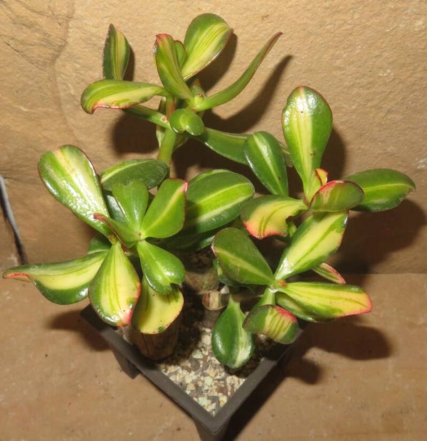 Crassula argentea cv Mikaeri Bijin variegata