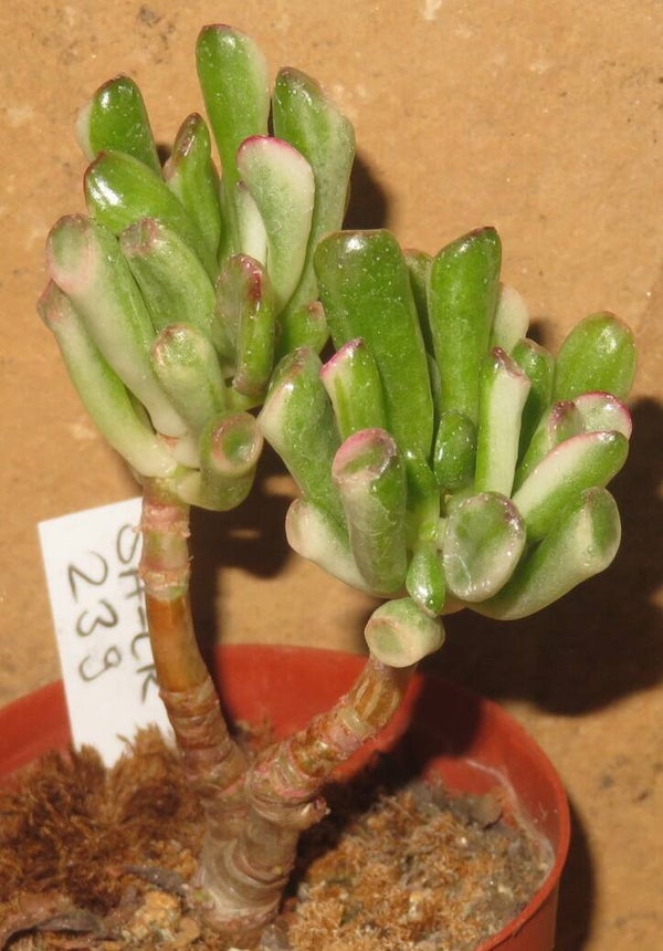 Crassula argentea cv Gollum variegata