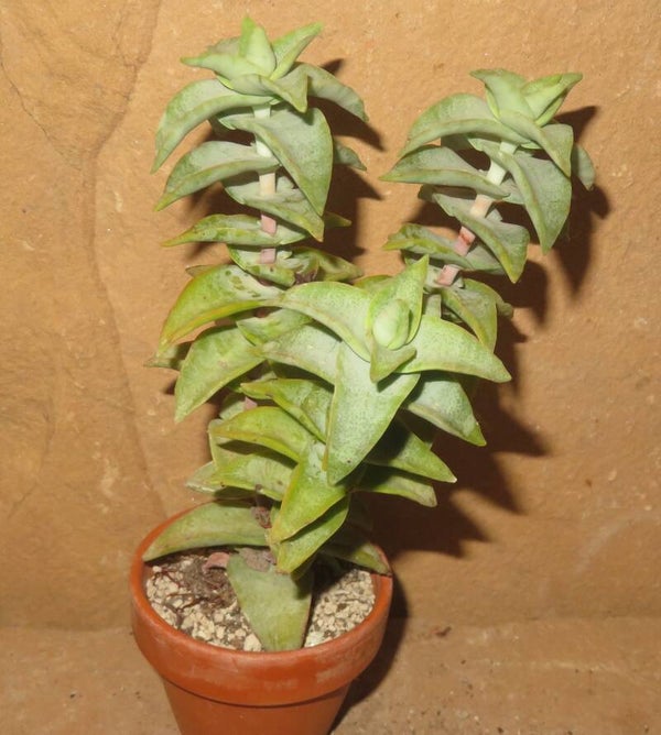 Crassula perforata cv Penhoek Pass