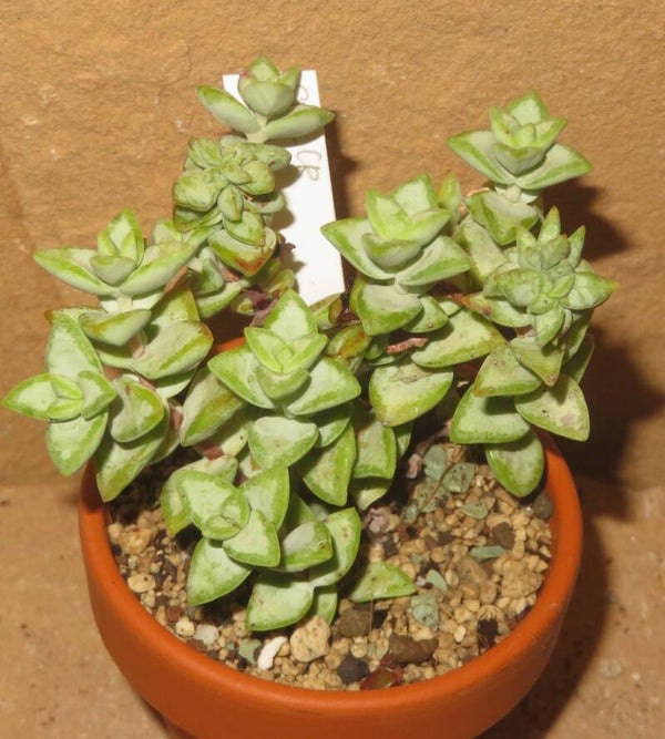 Crassula rupestris