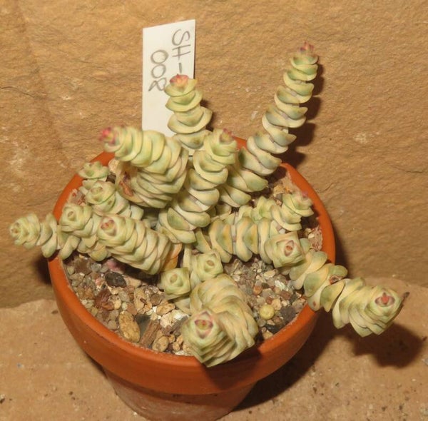Crassula marnieriana variegata