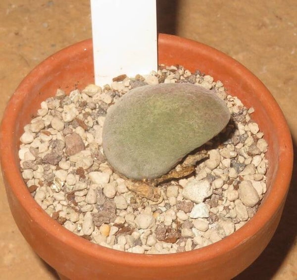 Muiria hortensie Alte Pflanze