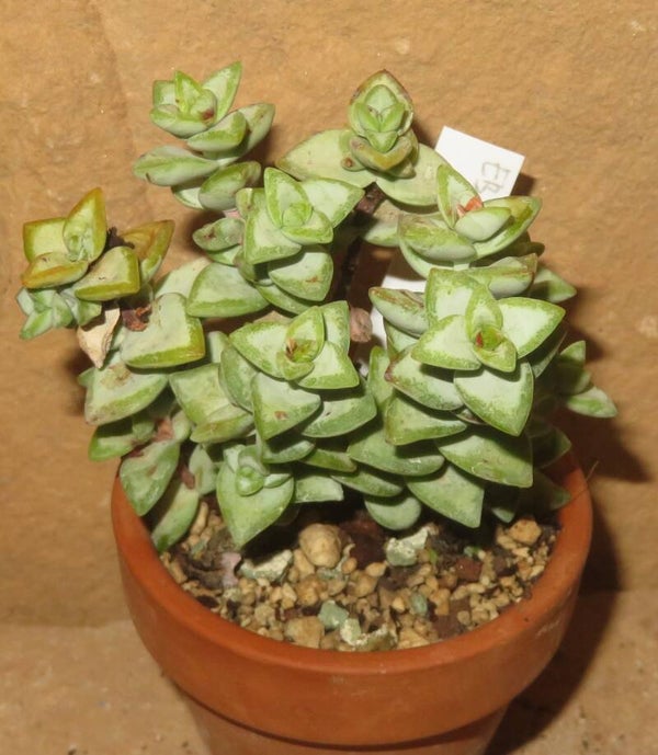 Crassula rupestris
