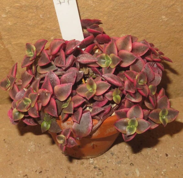 Crassula marginalis rubra variegata