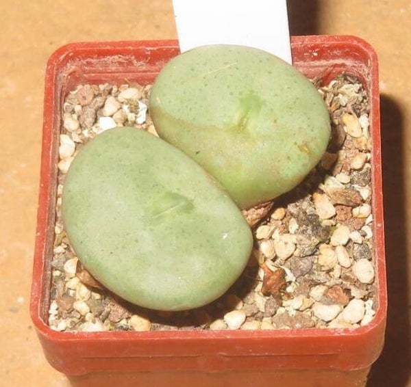 Conophytum wettsteinii Kubusberge