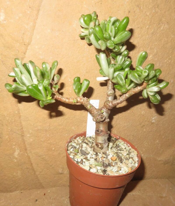 Crassula argentea cv Gollum variegata