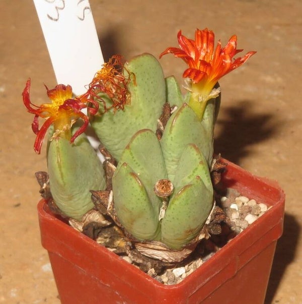 Conophytum quaesitum hyb. orange Blüte Sämlinge