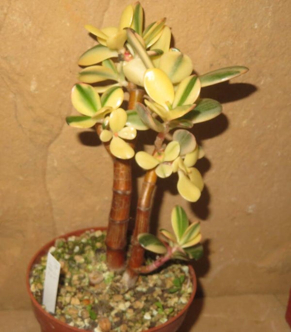 Crassula argentea cv Maruba NISHIKI variegata
