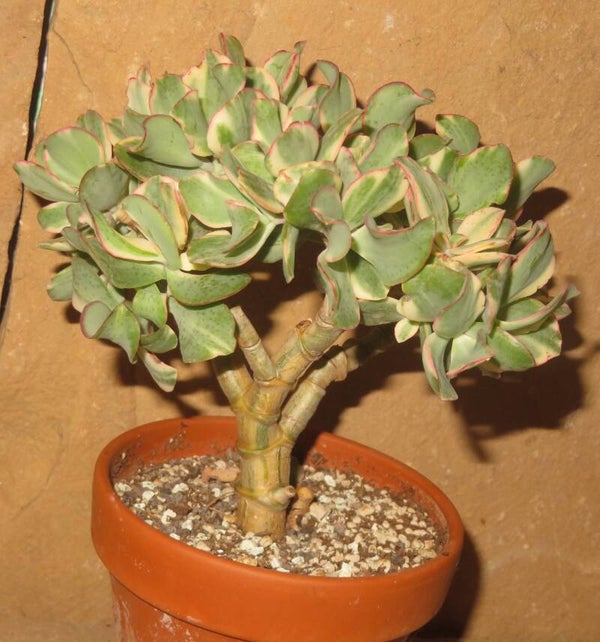 Crassula arborescens undulata variegata