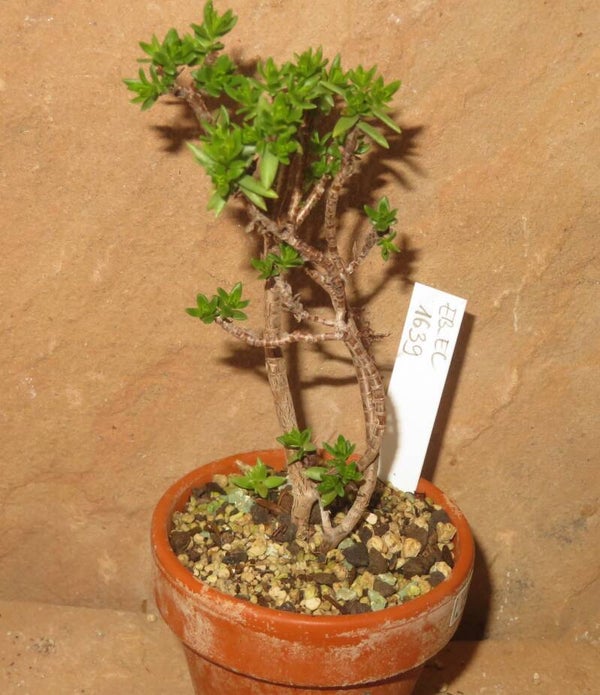 Crassula sarcocaulis - Bonsai