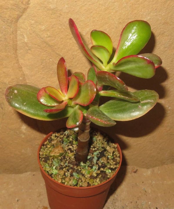 Crassula argentea cv Shinro Ryoko variegata
