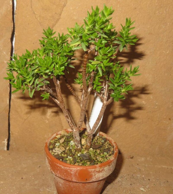 Crassula sarcocaulis - Bonsai