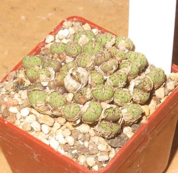 Conophytum uviforme 'francisci'