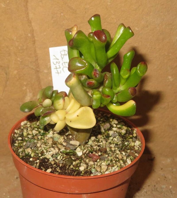 Crassula argentea cv Gollum Yellow / Gelb variegata