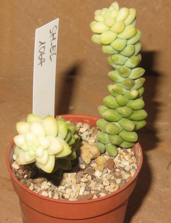 Sedum burrito variegata