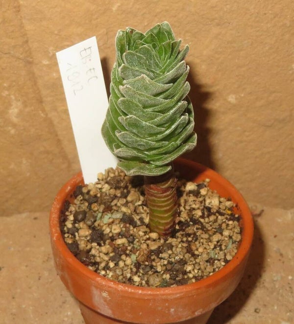 Crassula pyramidalis cv. Buddhas Temple