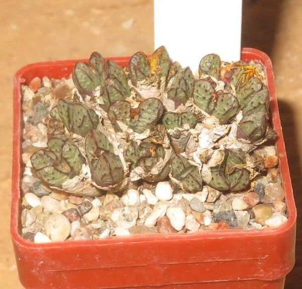Conophytum tantillum ssp. heleniae