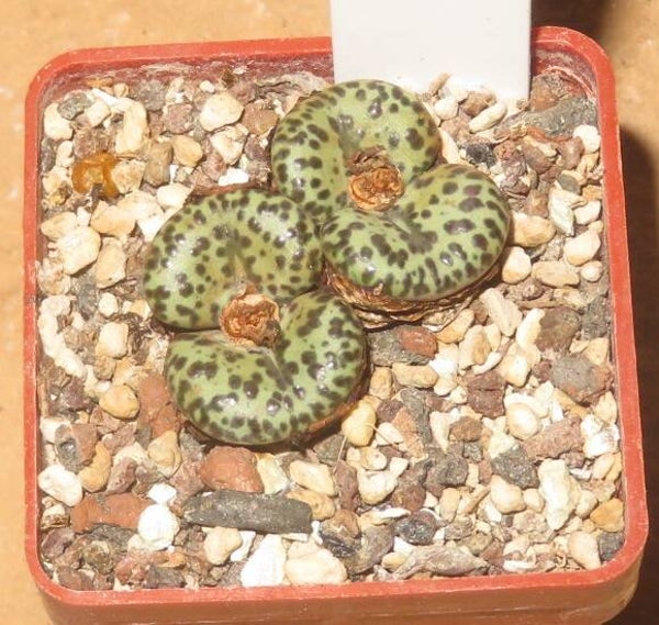 Conophytum obcordellum ursprungianum