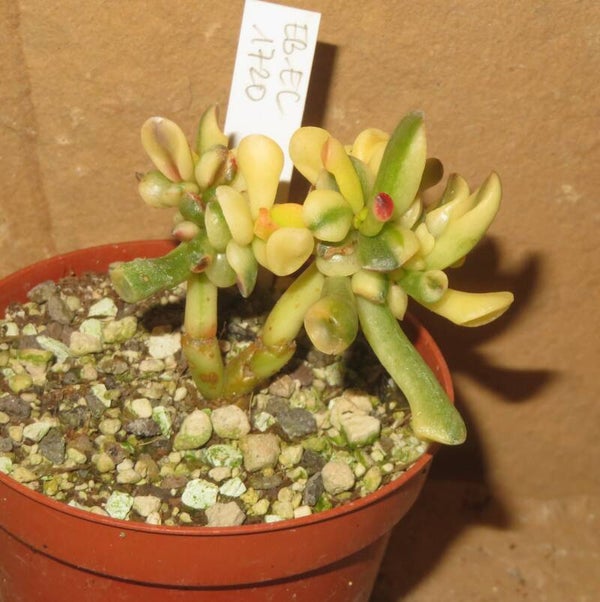 Crassula argentea cv Gollum Yellow / Gelb variegata