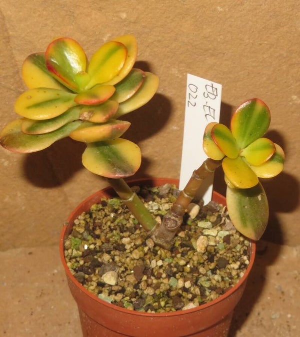 Crassula argentea minor cv Majiko Gorudo variegata
