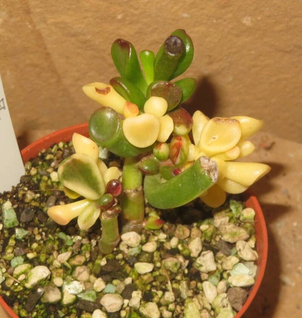 Crassula argentea cv Gollum Yellow / Gelb variegata