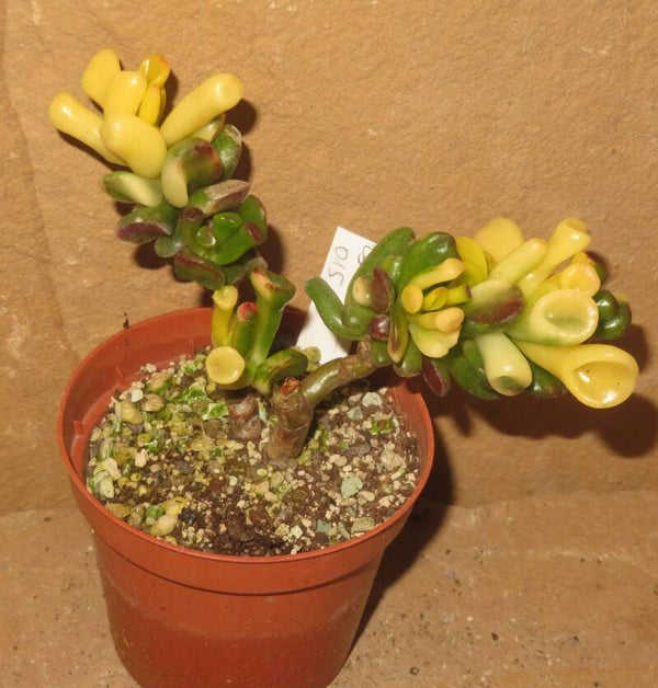 Crassula argentea cv Gollum Yellow / Gelb variegata