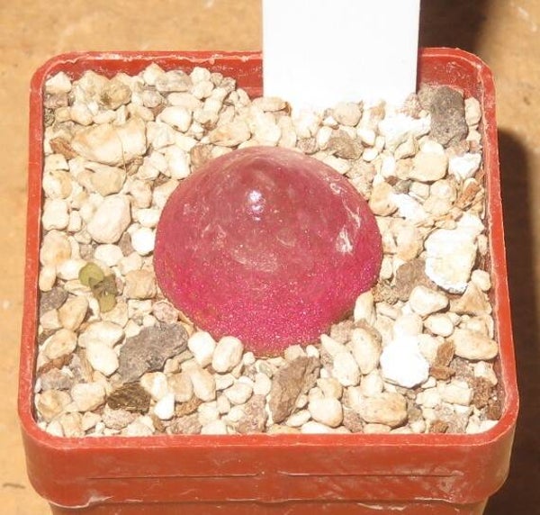 Conophytum burgeri SH409