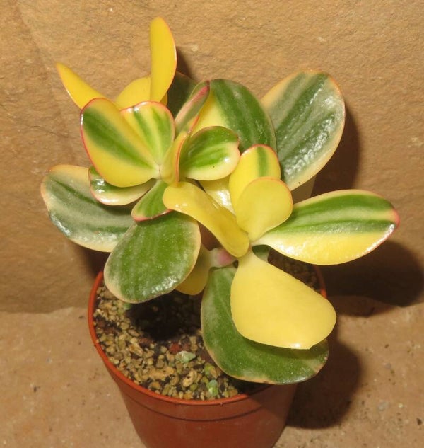 Crassula argentea cv Maruba NISHIKI variegata