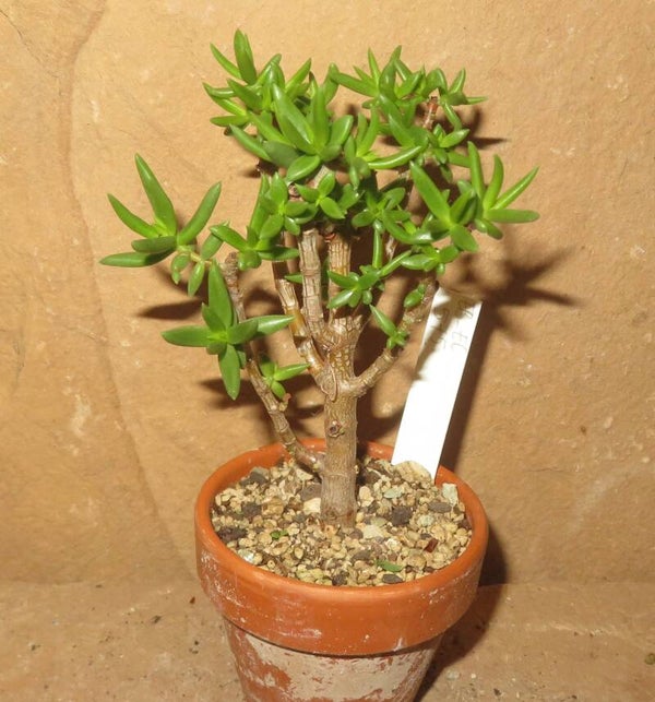 Crassula tetragona - Bonsai