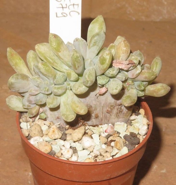 Graptopetalum cv Supreme cristata