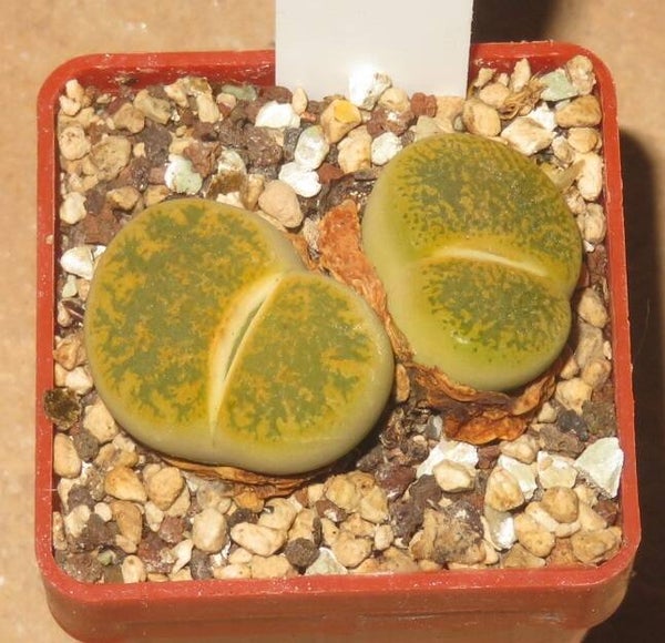 Lithops lesliei v. lesliei cv Albinica C36A
